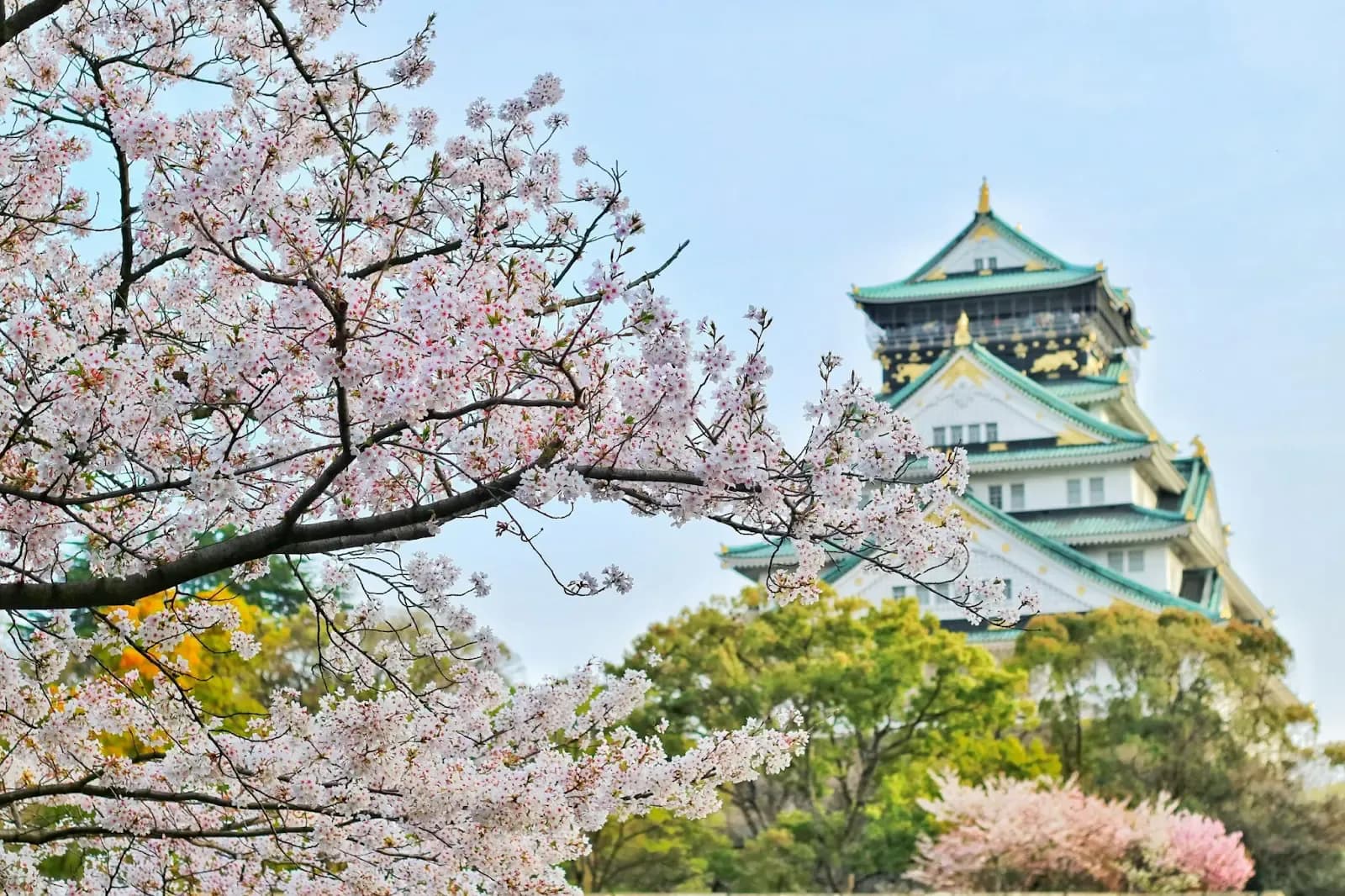 Member Story: Japan - A Cultural Colossus