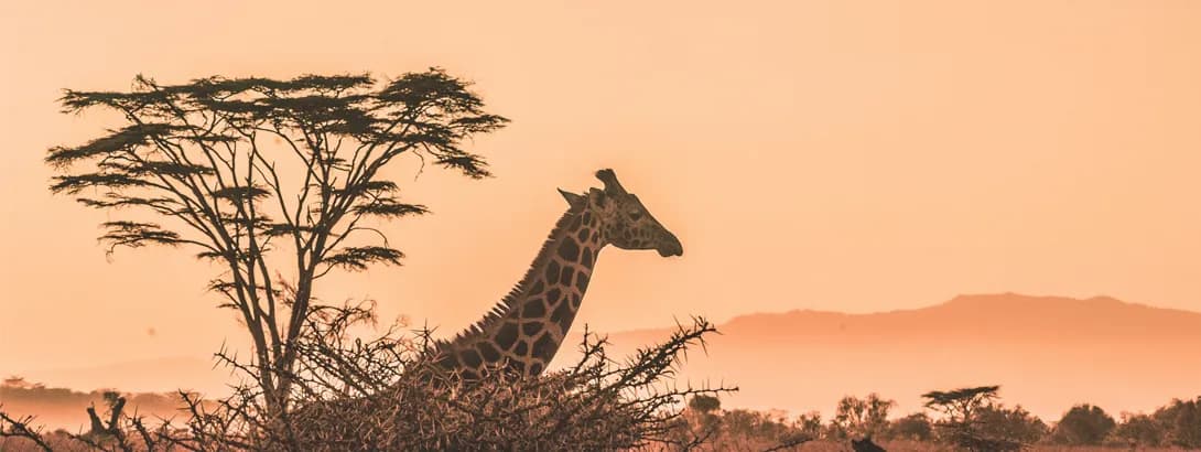 Unlocking the Best Safari Adventures with Avios
